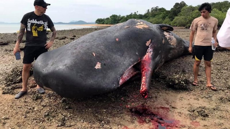 Dead sperm whale found with jaw hacked off in Thailand
