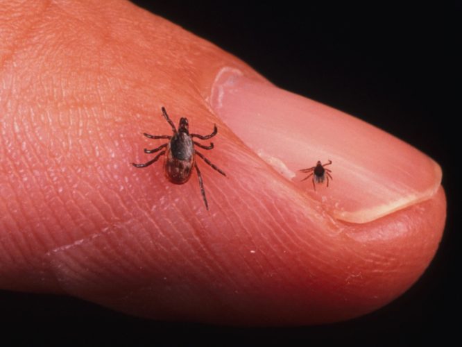 First case of Lyme Disease detected in THAILAND