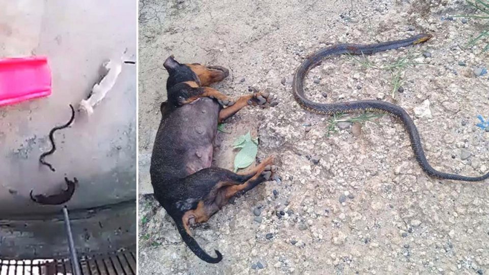 Hero dogs SACRIFICE to protect baby from COBRA ATTACK