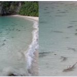Hundreds of sharks feeding off Thailand beach