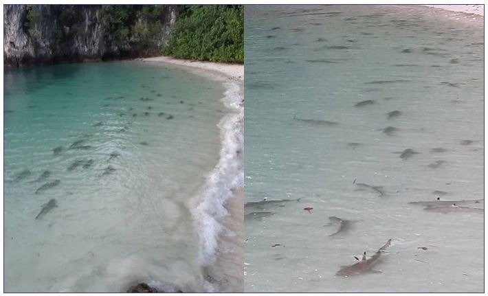 Hundreds of sharks feeding off Thailand beach