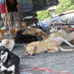Pattaya allows stray SOI DOGS to remain on the streets