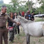 Pattaya man arrested for allegedly killing horses and selling their meat on Facebook