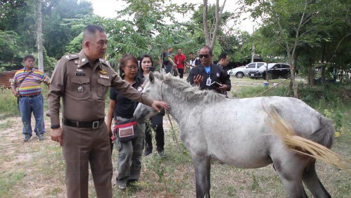 Pattaya man arrested for allegedly killing horses and selling their meat on Facebook