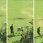 Shocking moment horse is dragged by the neck and kicked