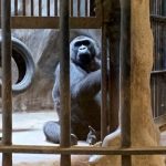 THAILAND’S LAST GORILLA LIVES IN DECREPIT ZOO ATOP A MALL