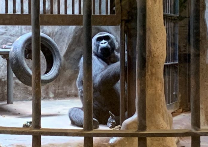 THAILAND’S LAST GORILLA LIVES IN DECREPIT ZOO ATOP A MALL
