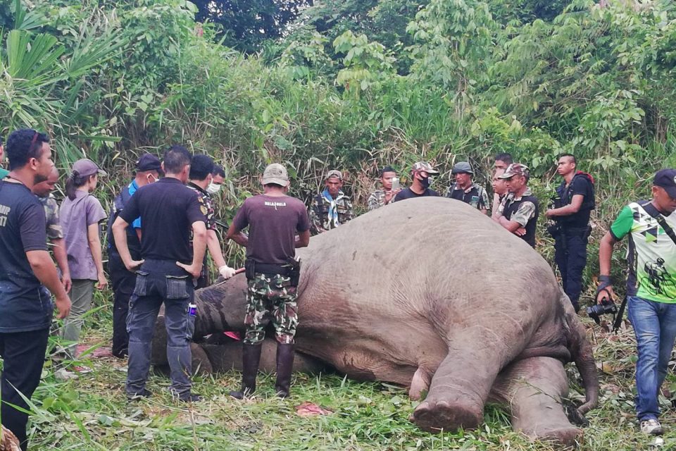 Wild elephant SHOT DEAD for his tusks in Thailand