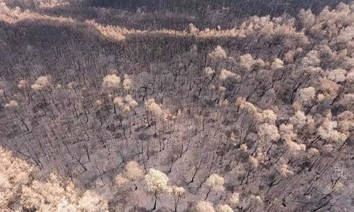 ประมวลภาพมุมสูง ไฟผลาญ "ป่าพรุควนเคร็ง" วอดหลายร้อยไร่