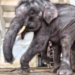 Elephant farm operators say foreign media sabotaging Thai Tourism