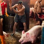 Gruesome Photos Reveal Horror Of Pig Slaughter In Thailand