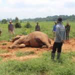 Female elephant GORED TO DEATH by bull male in Thailand
