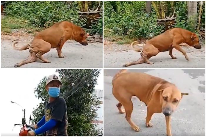 In Thailand even the DOGS are faking it