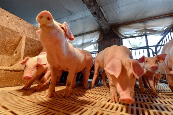 Thailand deny Swine Fever outbreak, despite pig culling