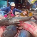 16 giant catfish worth half a million baht