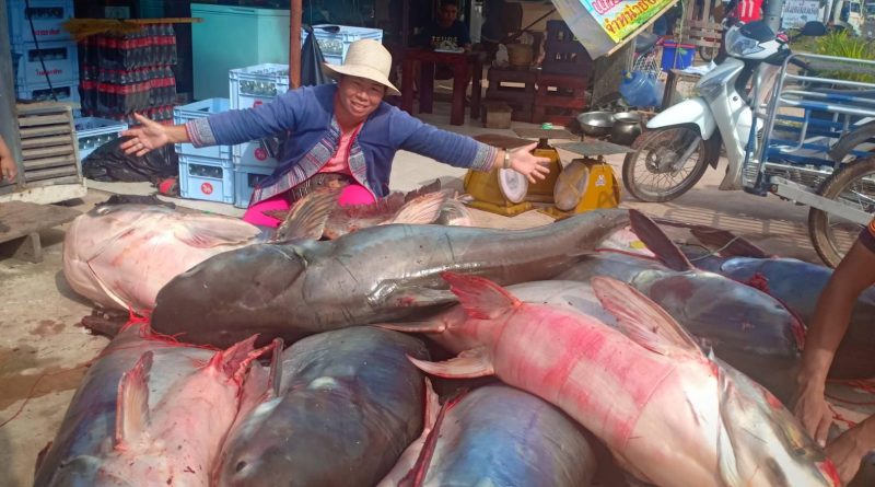 16 giant catfish worth half a million baht