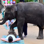 ELEPHANT MASSAGE craze is sweeping Thailand