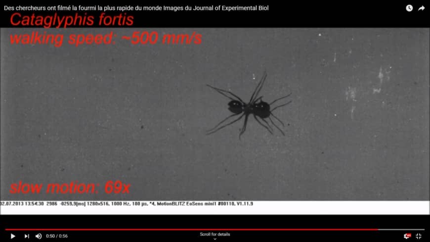 World's fastest ant sprints the equivalent of a 1-second 200-meter dash