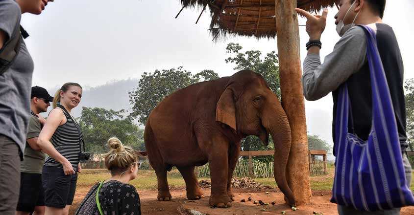 tourist elephants