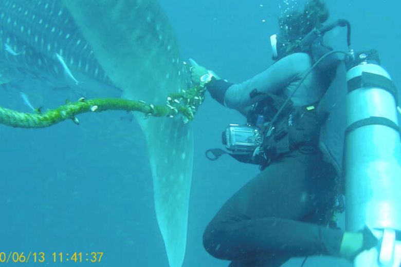 Video captures Thai divers effort to free distressed whale shark