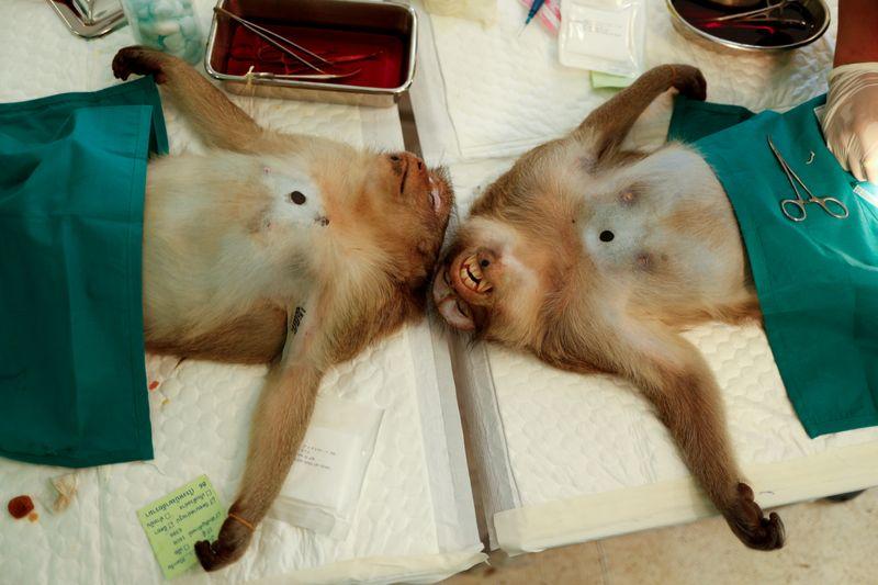 hungry monkeys