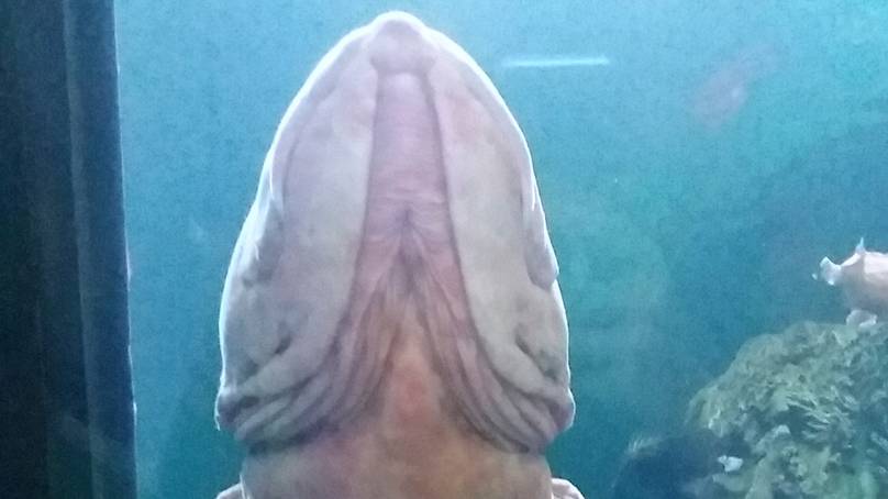 Penis Fish