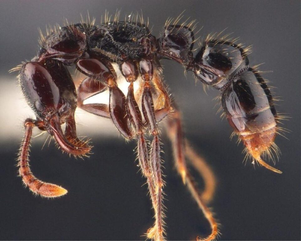 ant species