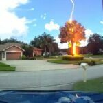 Incredible Video Shows Lightning Striking Tree Despite Clear Blue Skies Above