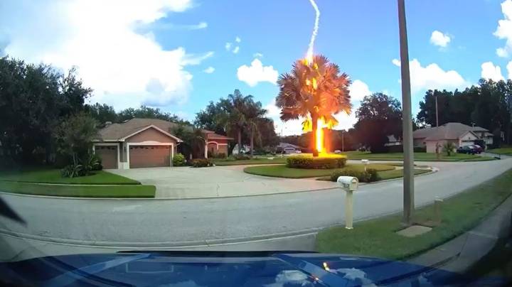 Incredible Video Shows Lightning Striking Tree Despite Clear Blue Skies Above