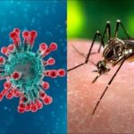 Dengue antibodies