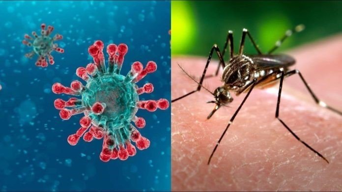 Dengue antibodies