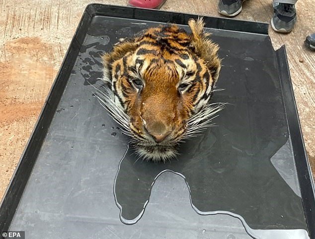 BEHEADED TIGER