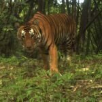 pattaya one tiger