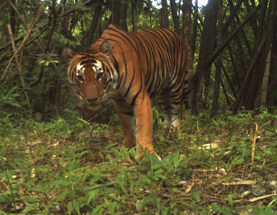pattaya one tiger
