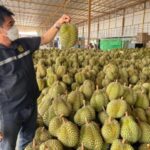 Trade in unripe durian blames transfer on unscrupulous traders