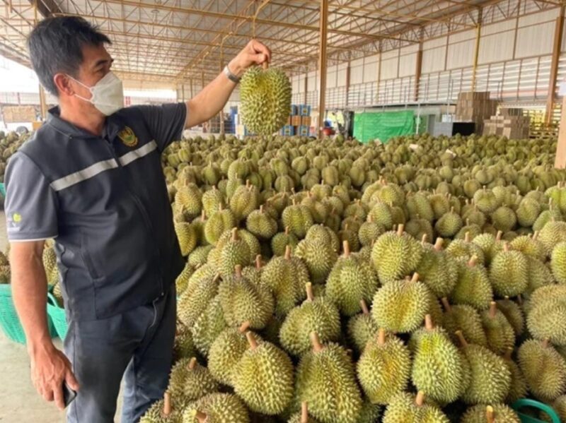 Trade in unripe durian blames transfer on unscrupulous traders
