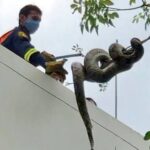 Snakes a big problem in Bangkok