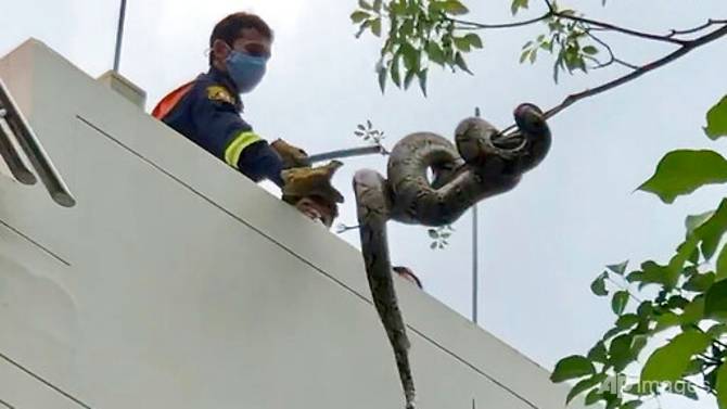 Snakes a big problem in Bangkok