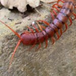 Centipede bites in humans in Thailand