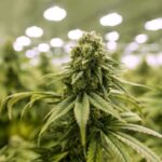 Budding marijuana industry faces backlash