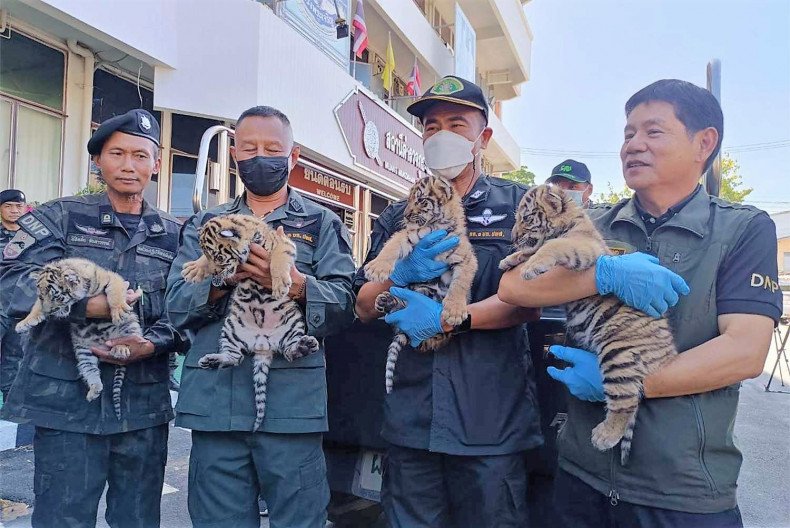 Man arrested selling 4 tiger cubs