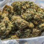 Health ministry cannabis buds will be listed as controlled