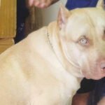 Family members attacked by pit bull