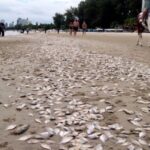 Dead Gizzards on beach mystery