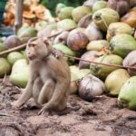 Monkey abuse Thailand