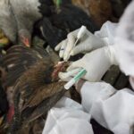 Bird flu strains in humans
