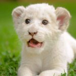 lion-white-cub in Pattaya