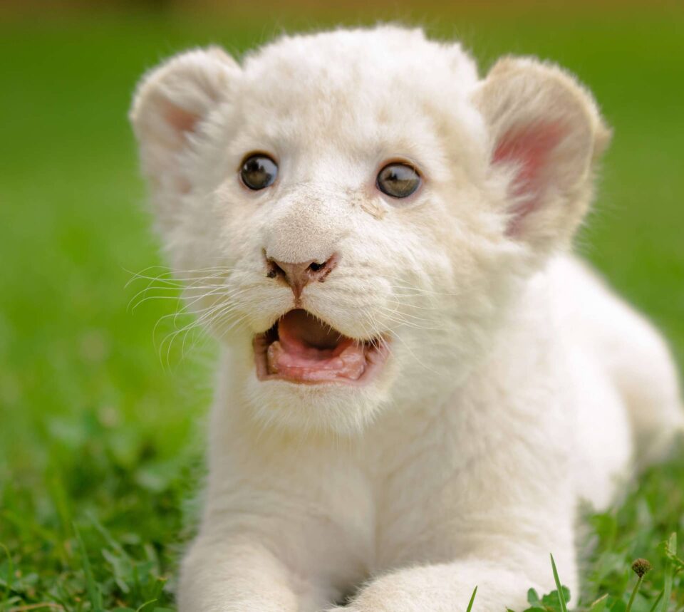 lion-white-cub in Pattaya