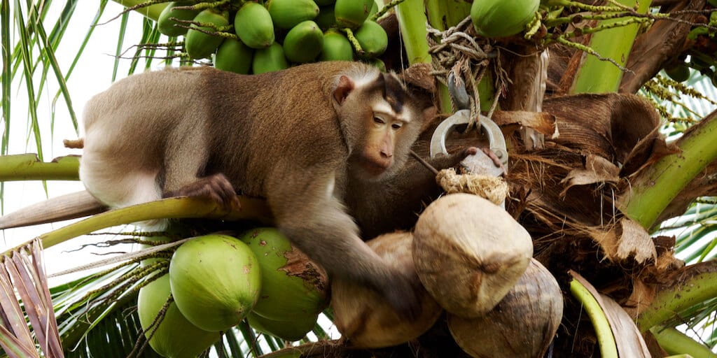 monkeys-getting-cocunuts