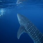 oceans conservation treaty